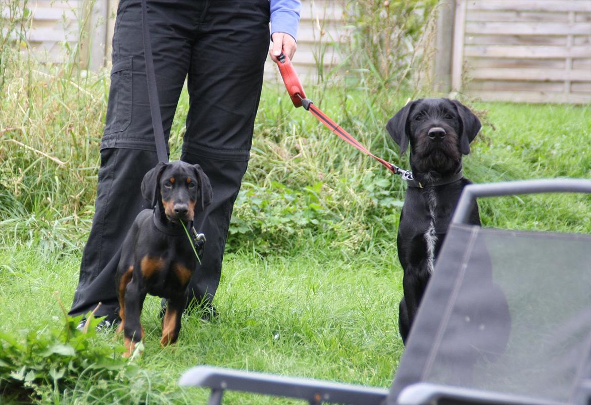 Dobermann Calle - har lige hentet ham fra opdrætter, her ses han sammen med familiens dejlige baloo(bølle, GG :o)) billede 16