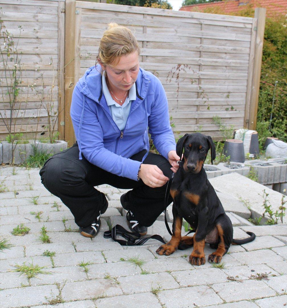Dobermann Calle - har lige hentet ham fra opdrætter billede 15