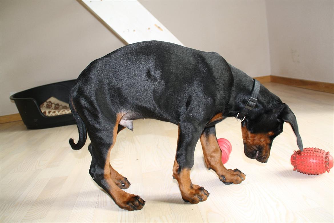 Dobermann Calle - 13 uger billede 19