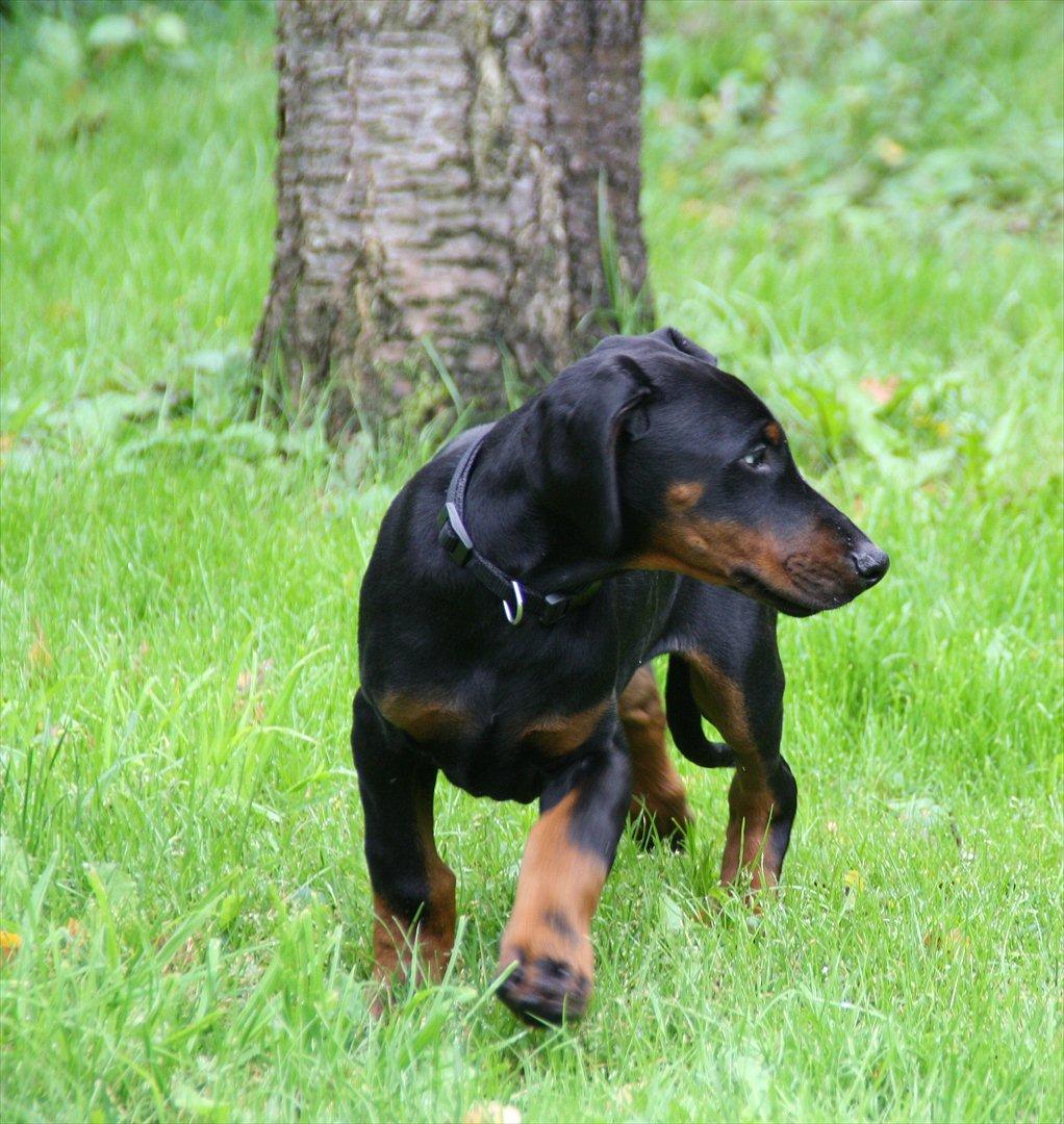 Dobermann Calle - 13 uger billede 20