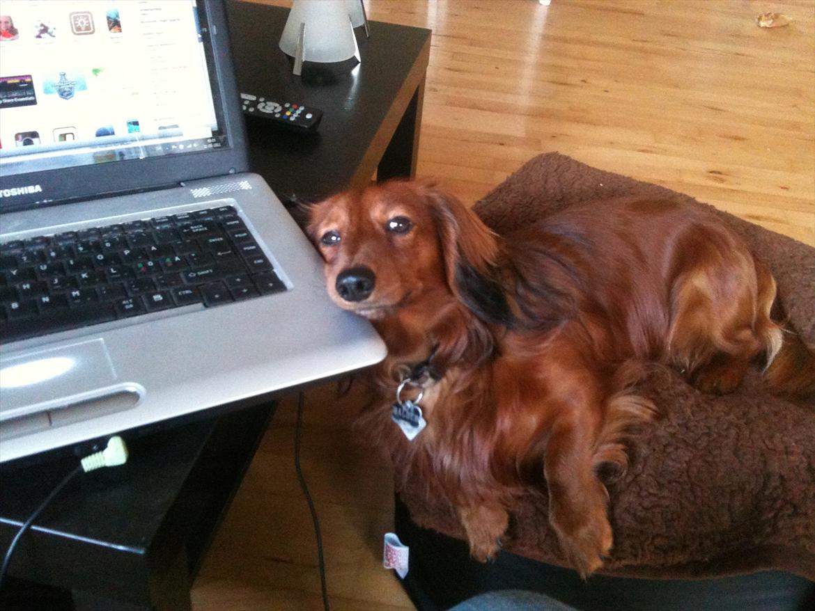 Dværggravhund Balder billede 16