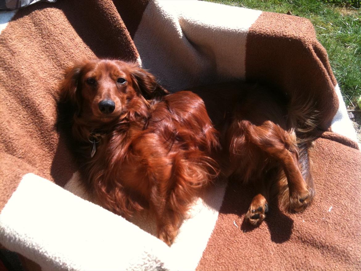 Dværggravhund Balder billede 19