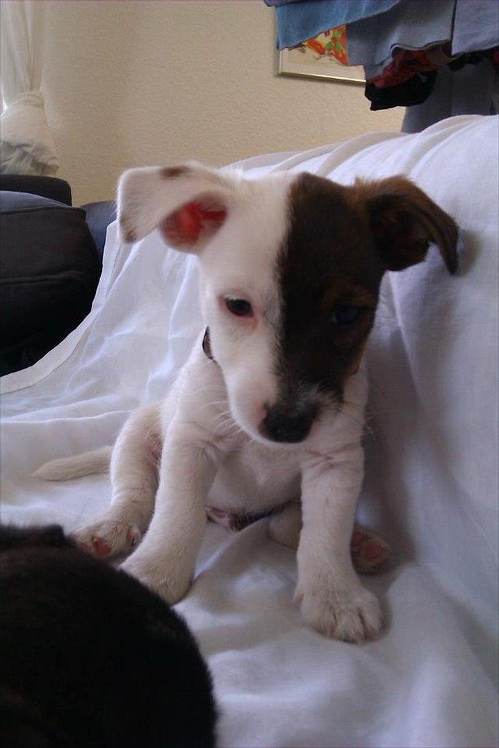 Jack russell terrier Eddie Two Face billede 3