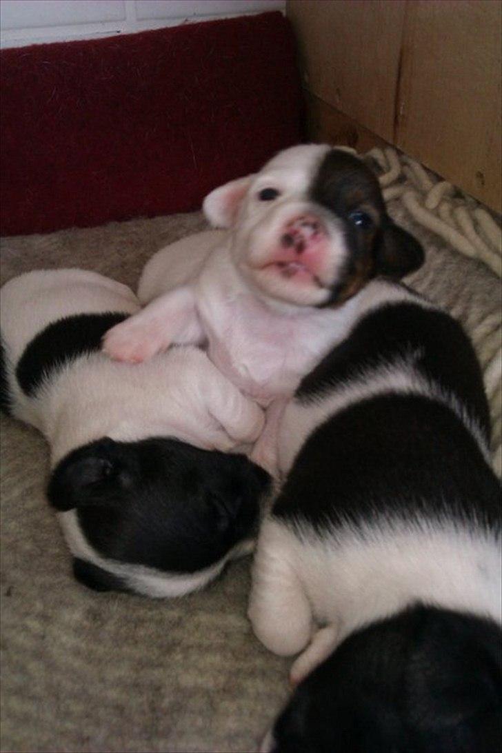 Jack russell terrier Eddie Two Face billede 4