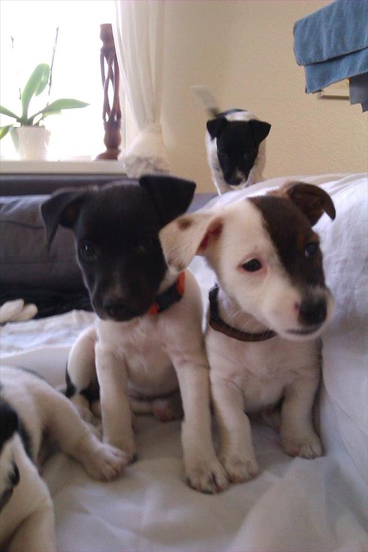 Jack russell terrier Eddie Two Face billede 5