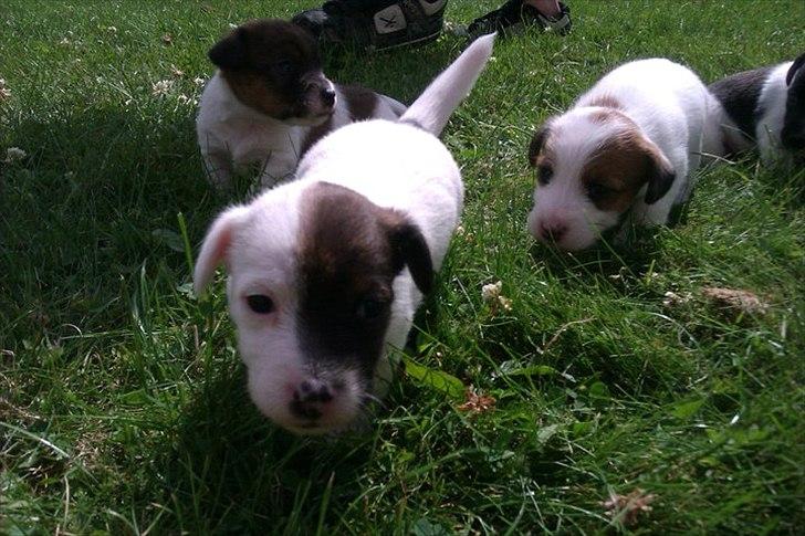 Jack russell terrier Eddie Two Face billede 6
