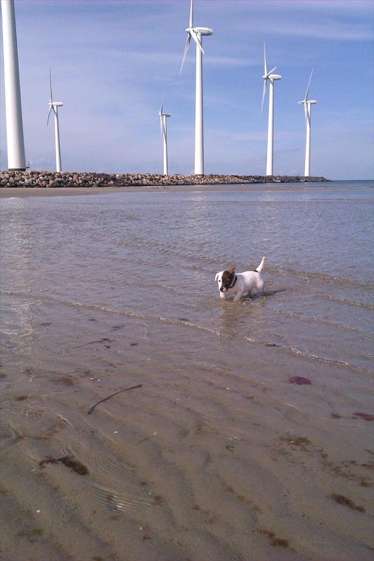 Jack russell terrier Eddie Two Face billede 7