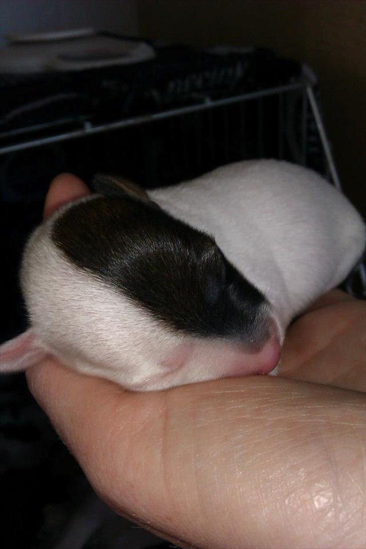 Jack russell terrier Eddie Two Face billede 8