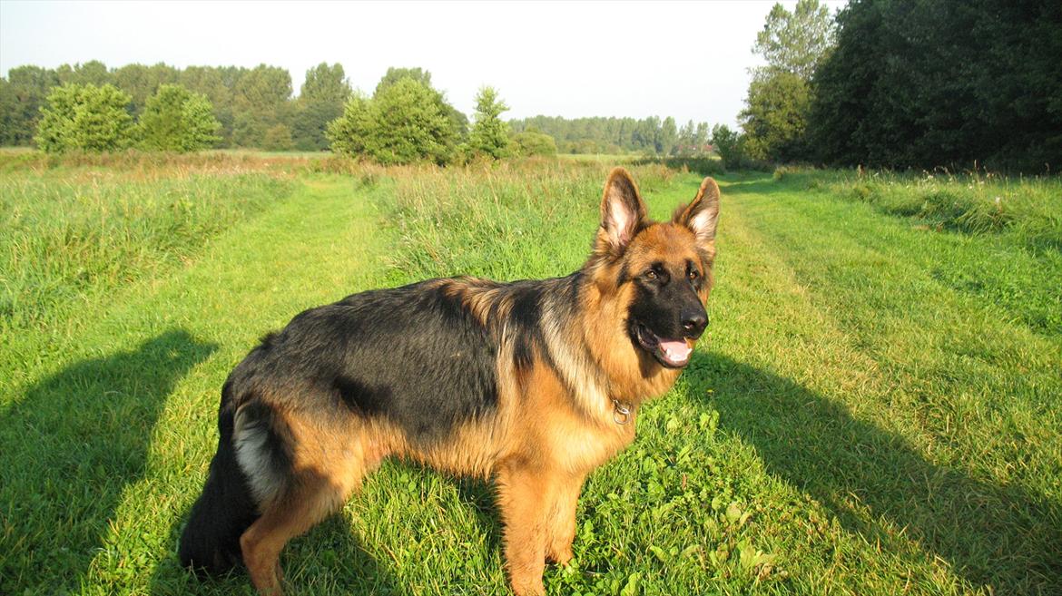 Schæferhund Akacias Quando - Fanget med 2 rejste ører, selvom der stadig mangler et par cm på venstre øre, før de er helt som de skal være. billede 17