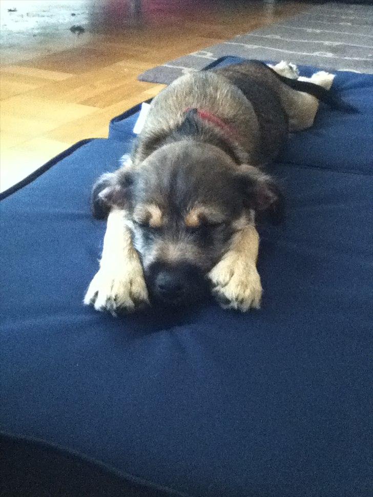 Blanding af racer Thea - Thea ligger og sover på en sød måde:D billede 4