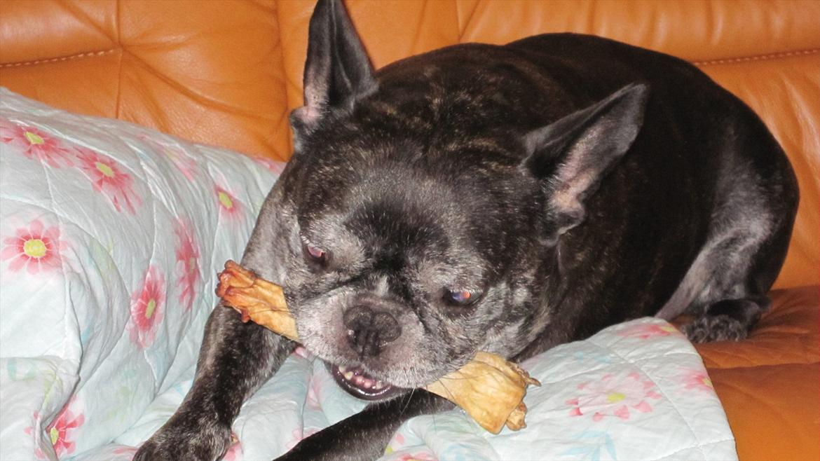 Fransk bulldog kenzo billede 6