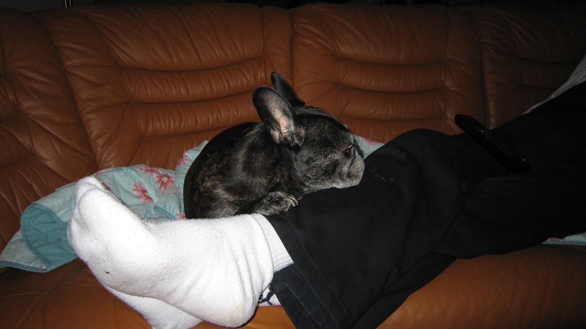 Fransk bulldog kenzo billede 7