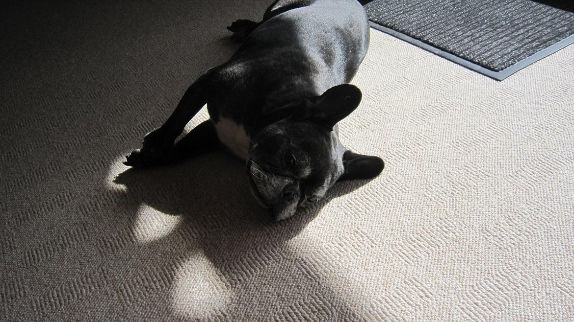 Fransk bulldog kenzo billede 8