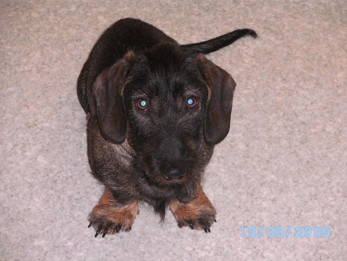 Gravhund Aksel - Lille Aksel<3 billede 7