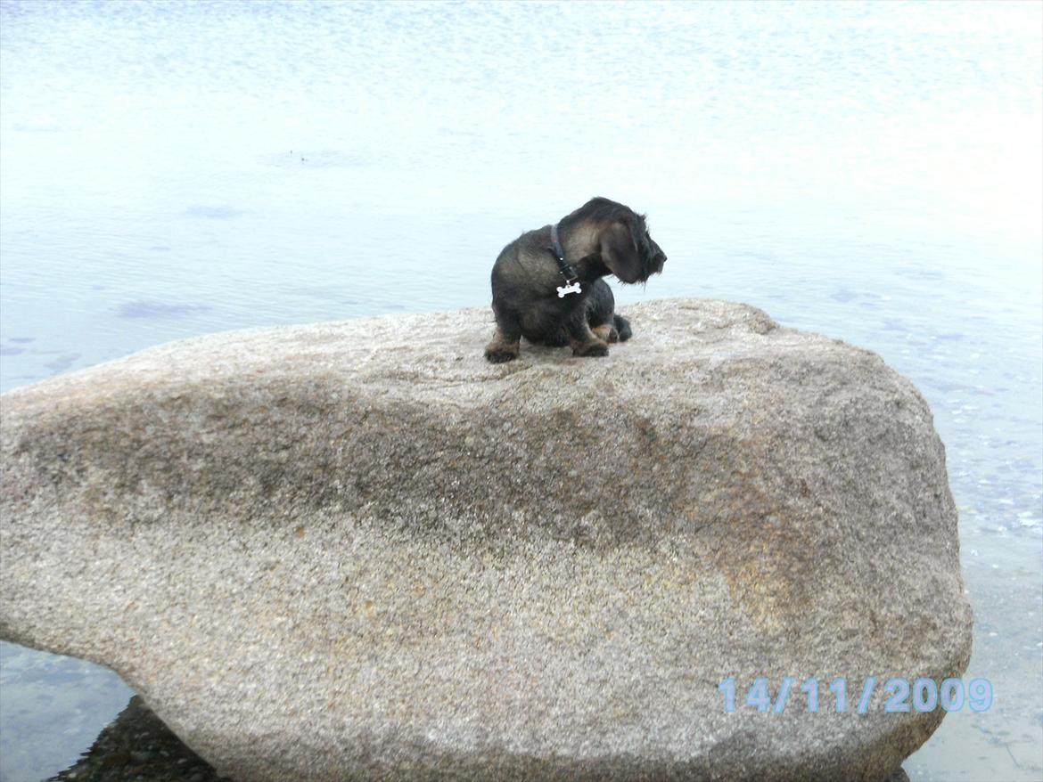 Gravhund Aksel - Aksel på en stor sten :P billede 10