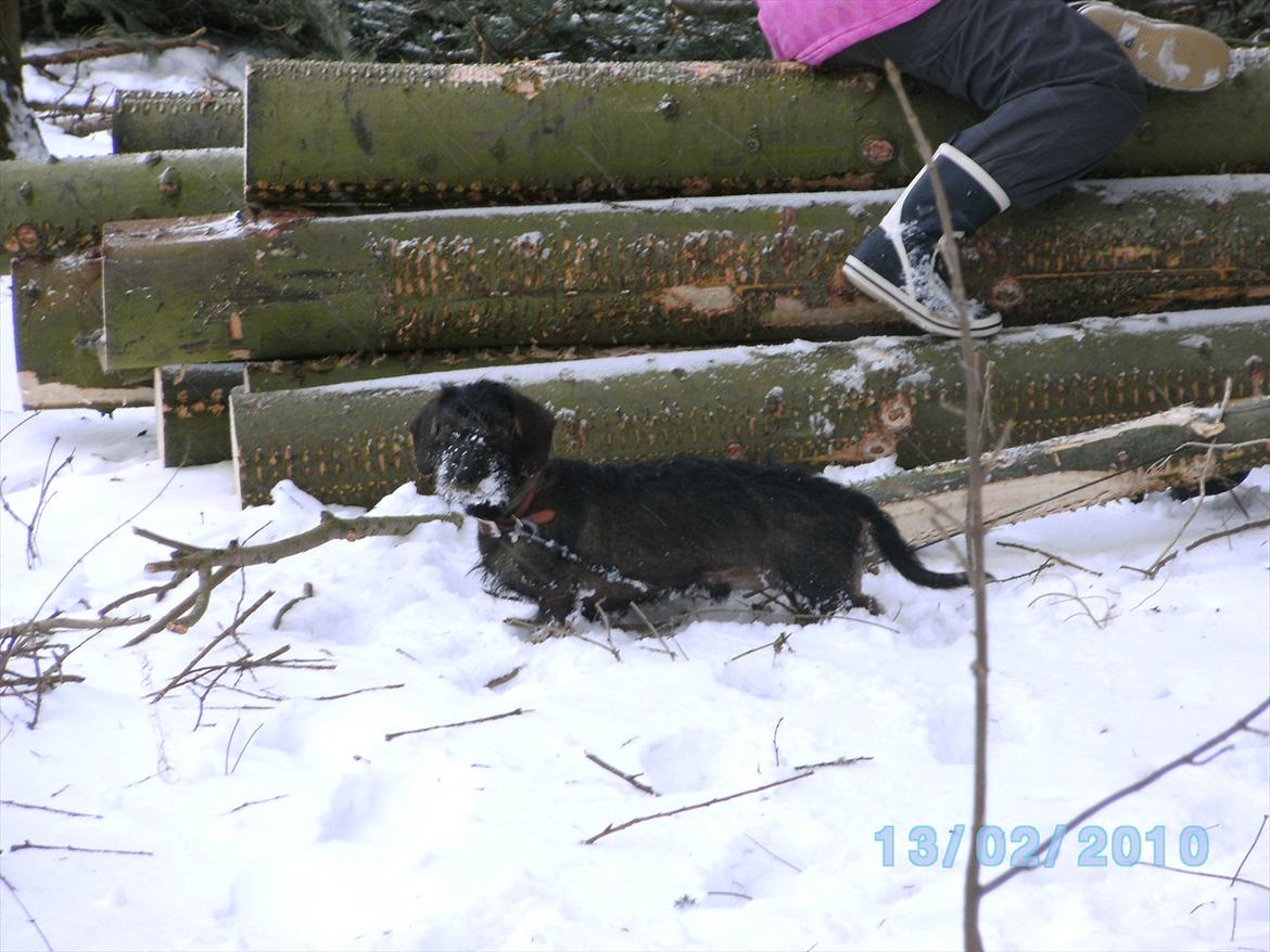Gravhund Aksel - Aksel i sneen :P billede 12