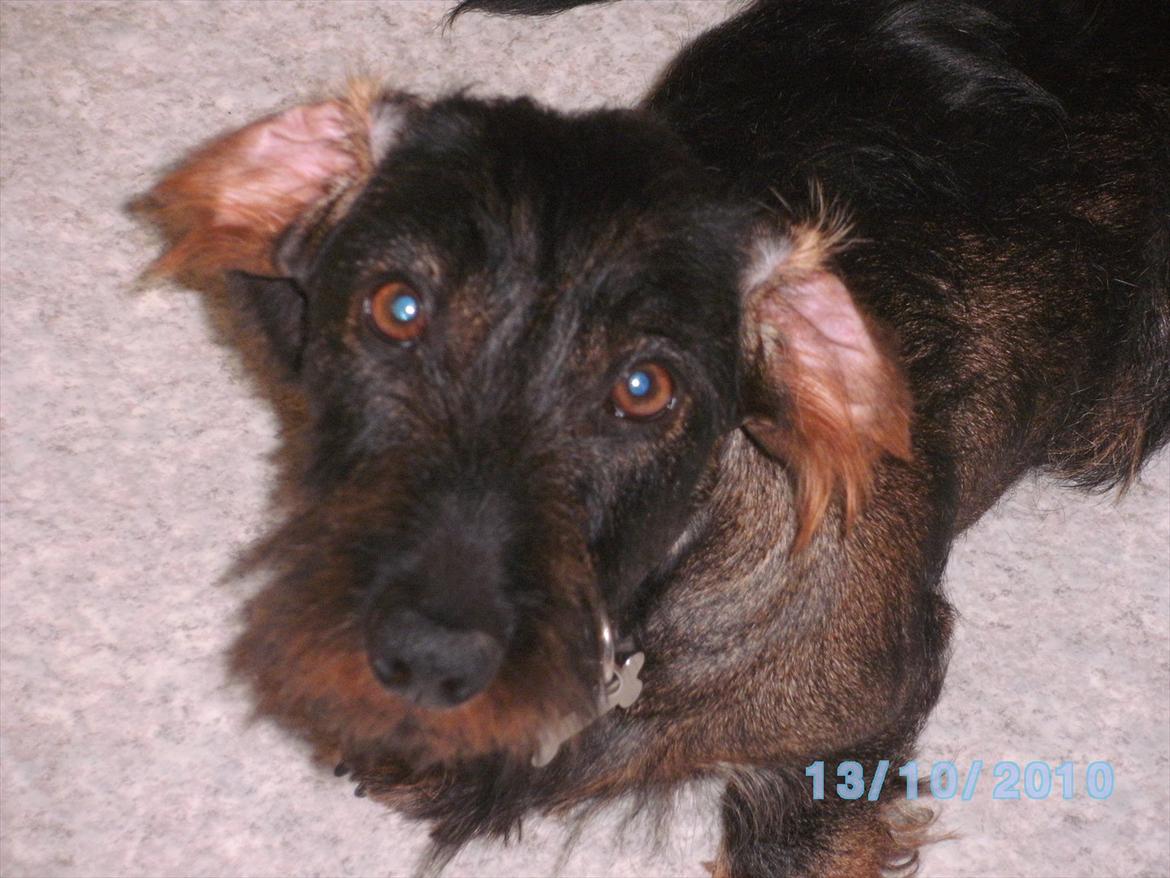 Gravhund Aksel - Aksel ,med ørene tilbage :P billede 14