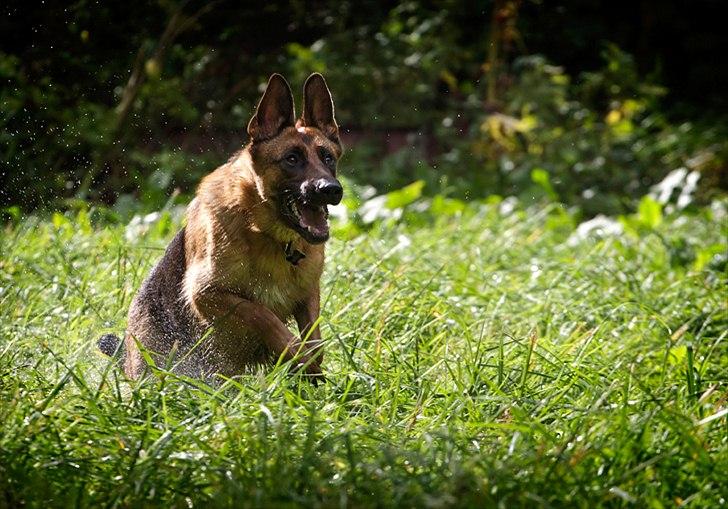 Schæferhund Soya billede 13