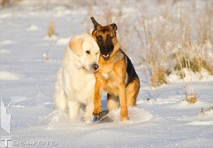 Schæferhund Soya - Kærester billede 19