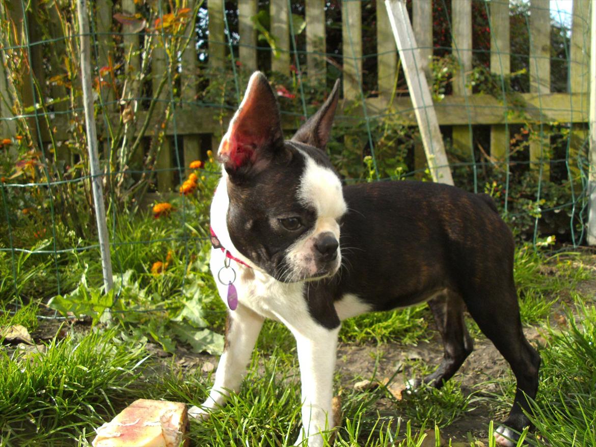 Boston terrier Mynthe billede 18
