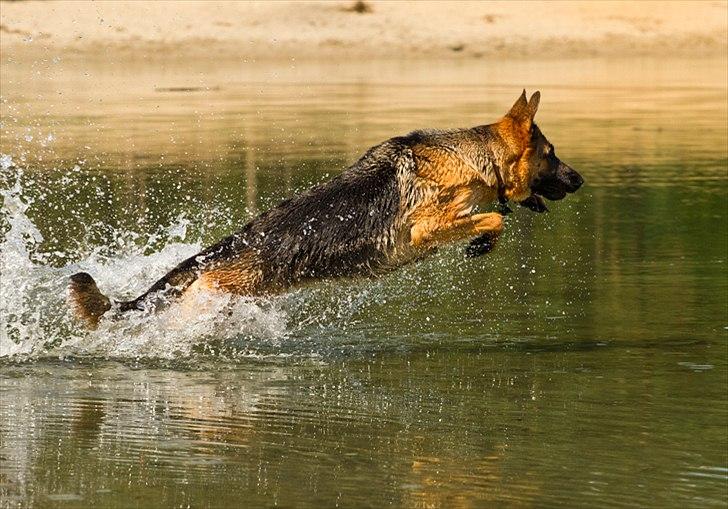 Schæferhund Soya billede 20