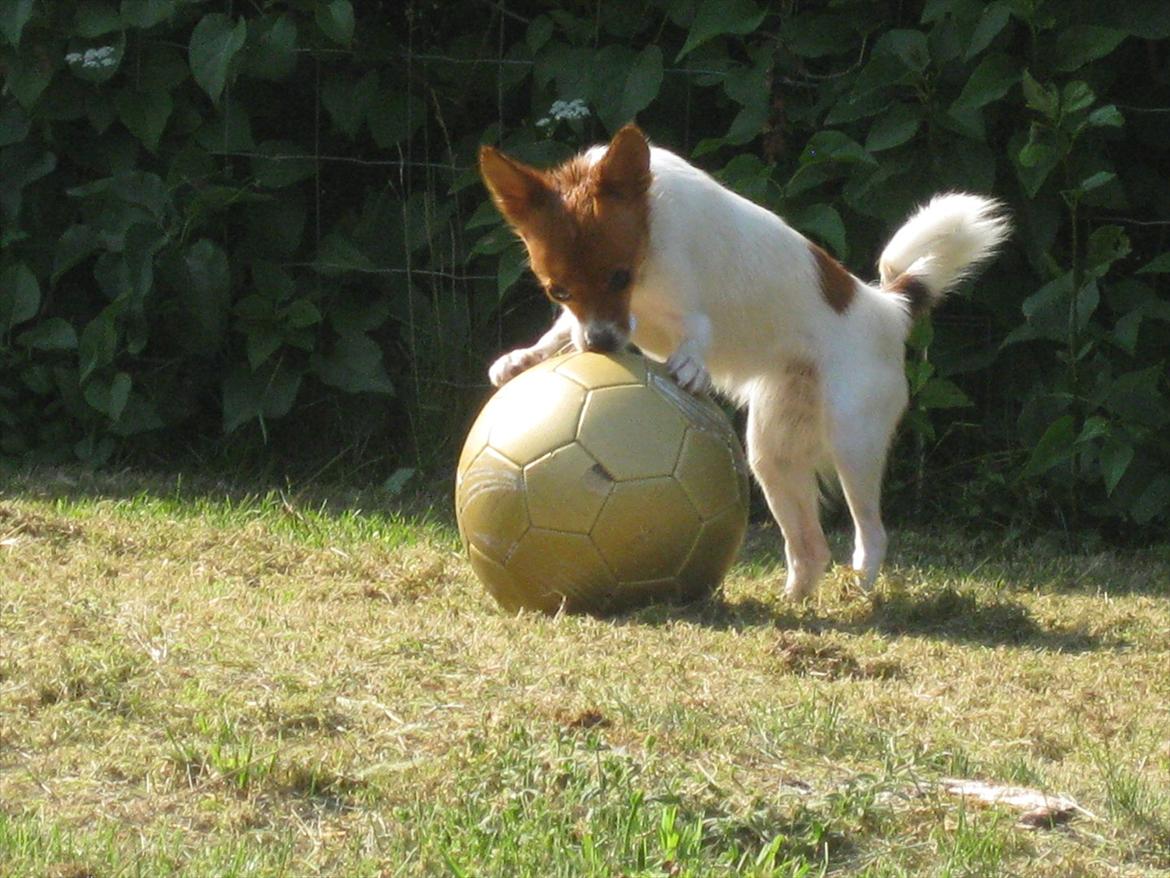 Blanding af racer Poe billede 16