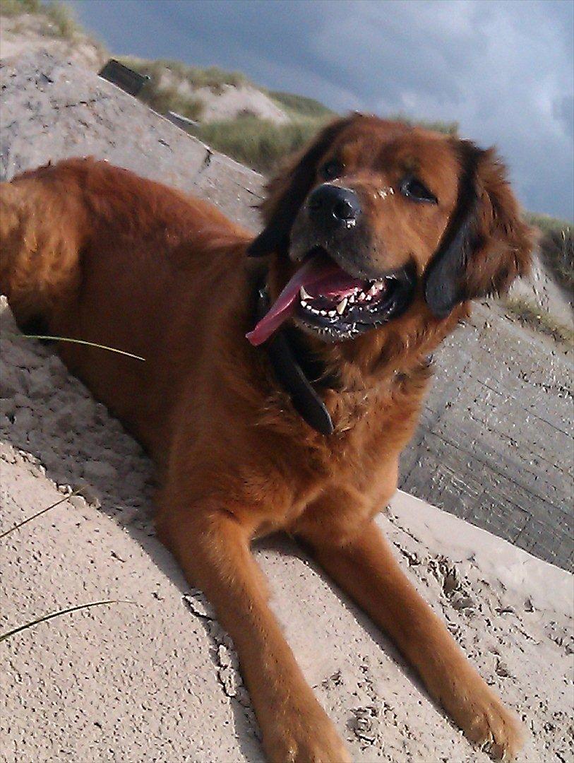 Blanding af racer Pumba billede 5