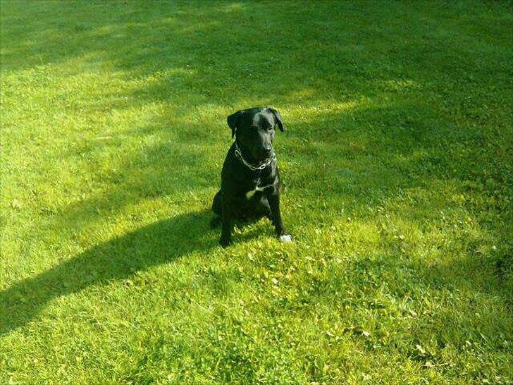 Blanding af racer buller billede 1