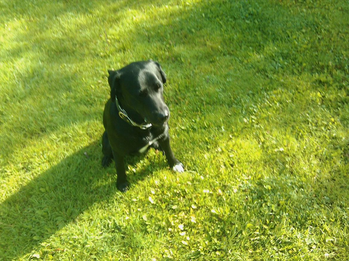 Blanding af racer buller billede 2