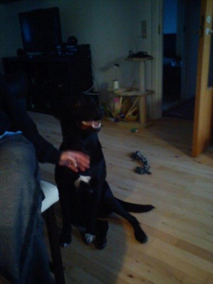 Blanding af racer buller billede 4