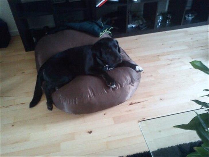 Blanding af racer buller billede 5