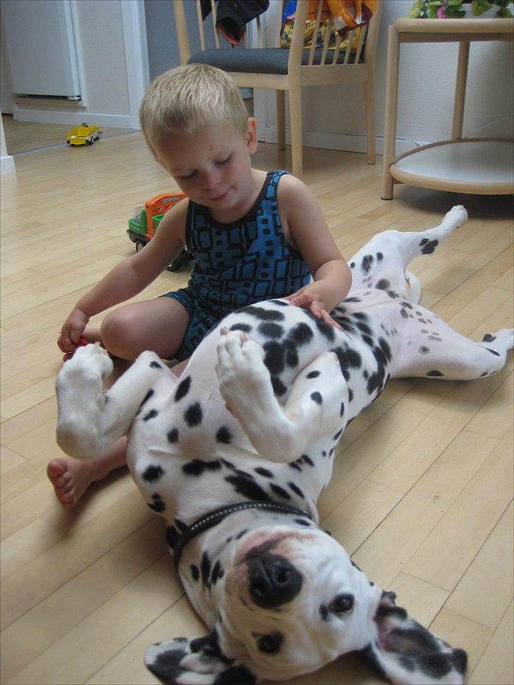 Dalmatiner Freya - Fantastisk med børn.... billede 18