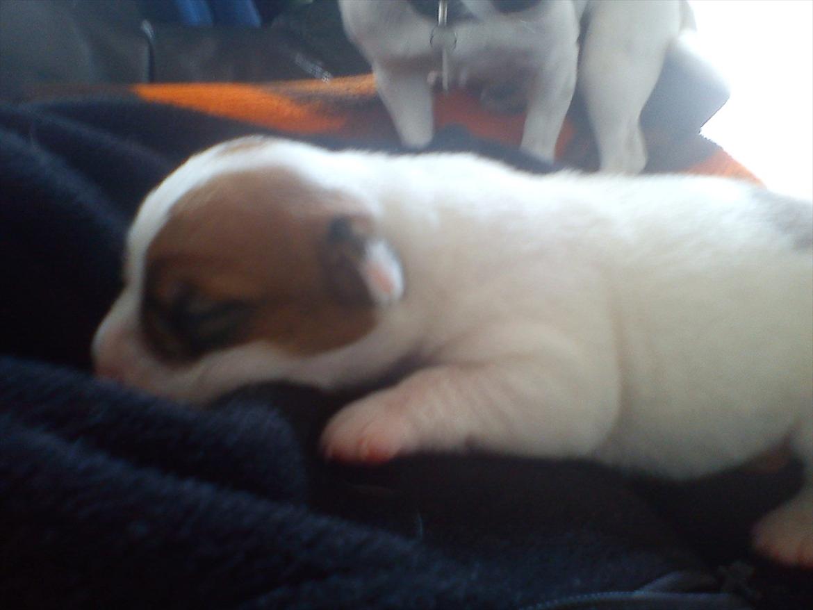 Jack russell terrier Maggie - Maggie 7 dage gammel billede 1