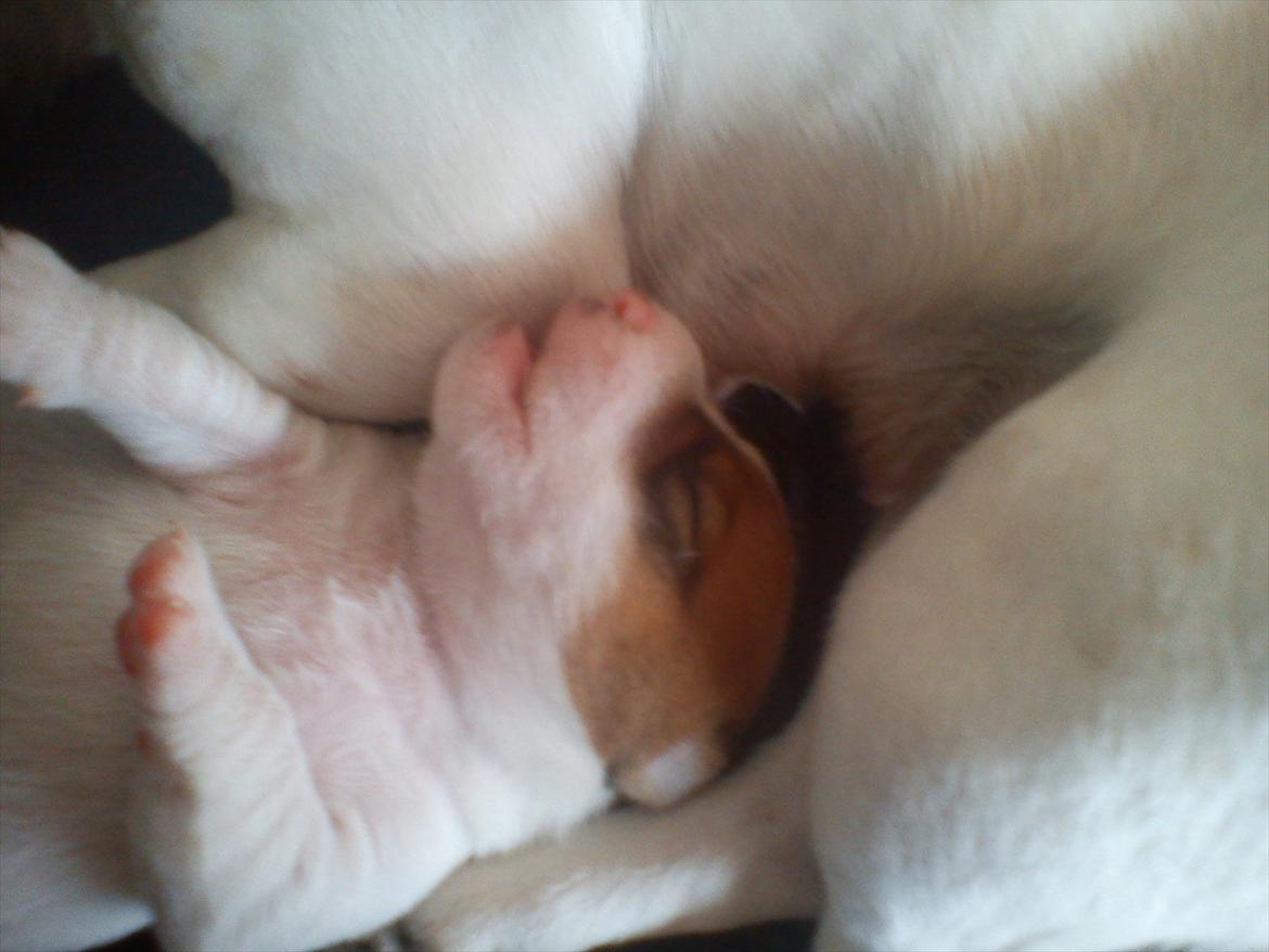 Jack russell terrier Maggie - Maggie 10 dage gammel. billede 2