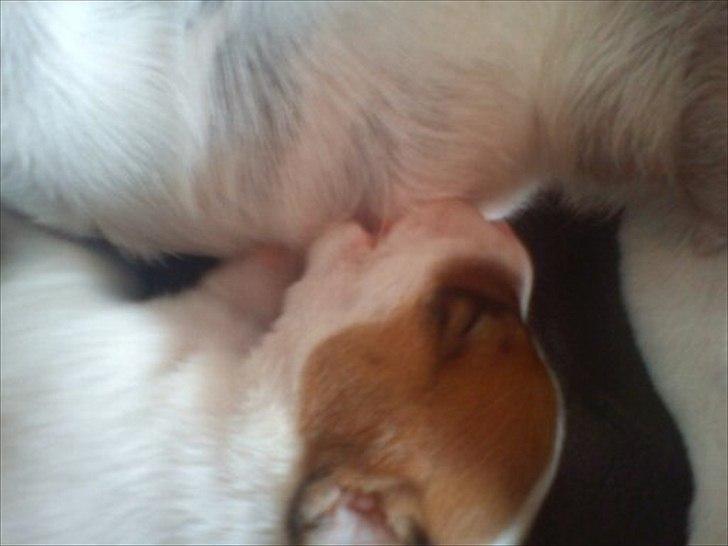 Jack russell terrier Maggie - Maggie 10 dage gammel billede 3