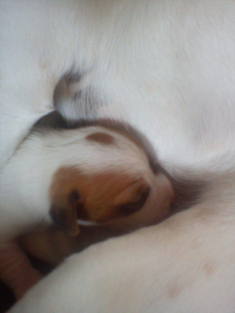 Jack russell terrier Maggie - Maggie 10 dage gannel billede 4