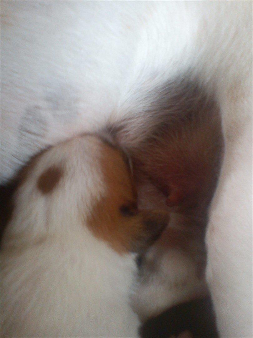 Jack russell terrier Maggie - Maggie 10 dage gammel billede 5