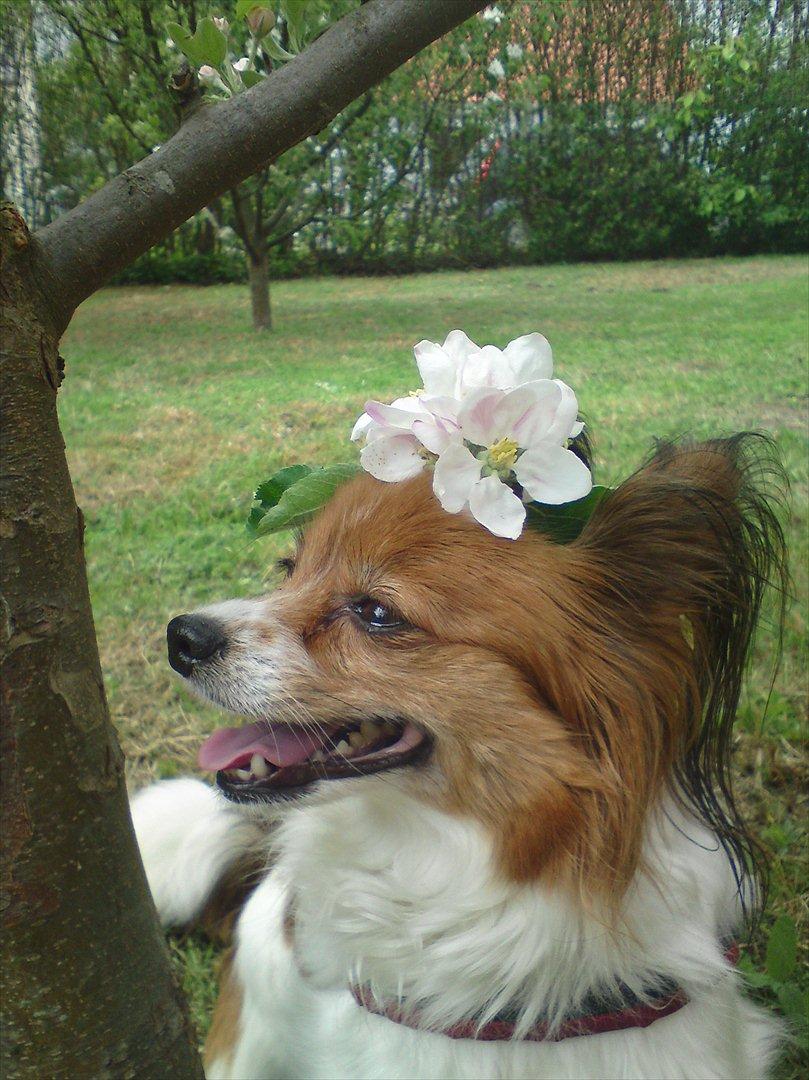 Papillon Nikita {Himmel Hund}  - Velkommen til Nikita´s profil billede 1