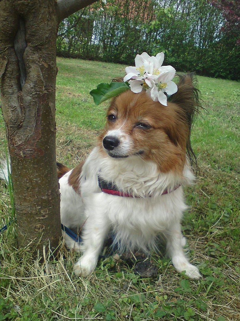 Papillon Nikita {Himmel Hund}  billede 2