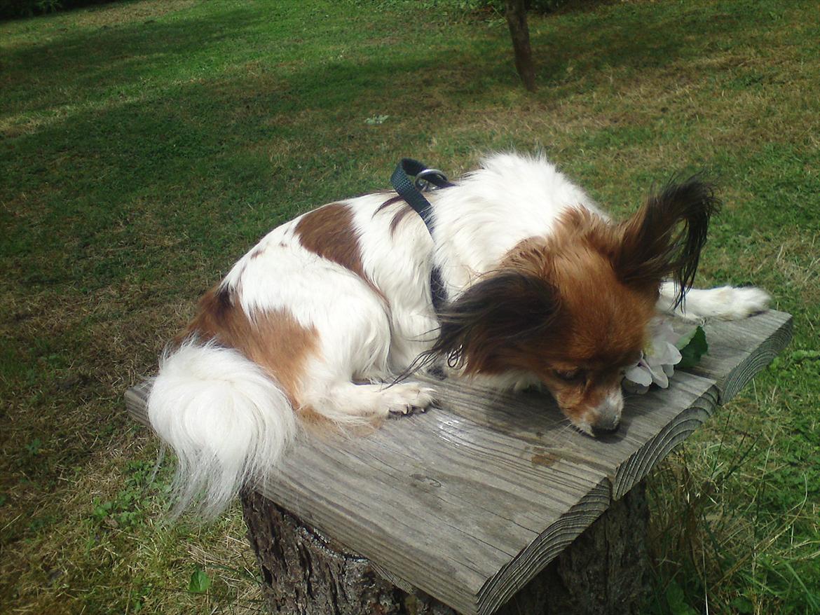 Papillon Nikita {Himmel Hund}  billede 3