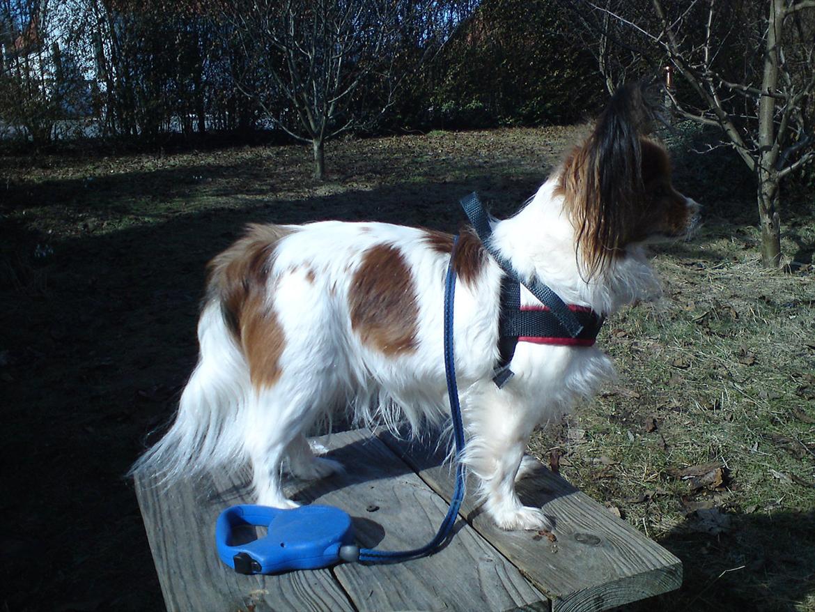 Papillon Nikita {Himmel Hund}  billede 4