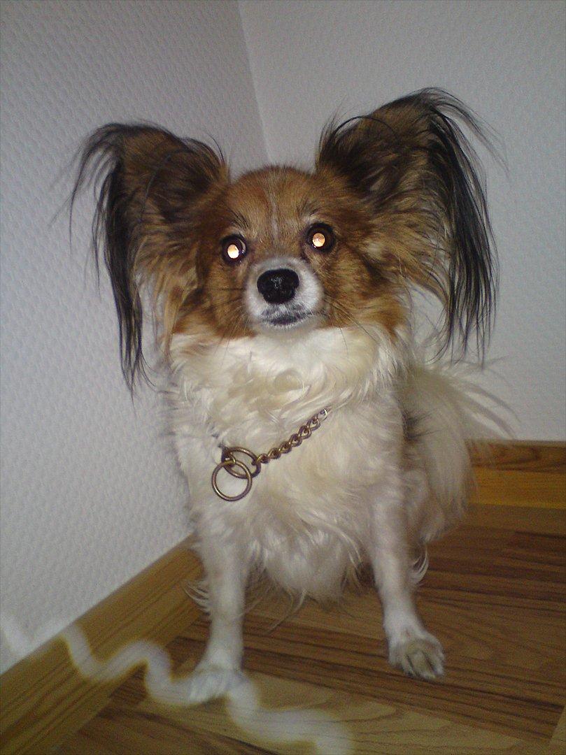 Papillon Nikita {Himmel Hund}  billede 5
