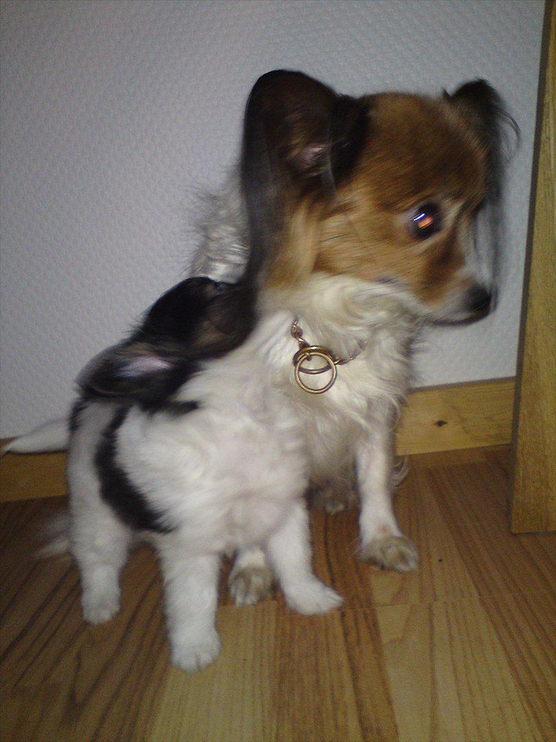 Papillon Nikita {Himmel Hund}  billede 6