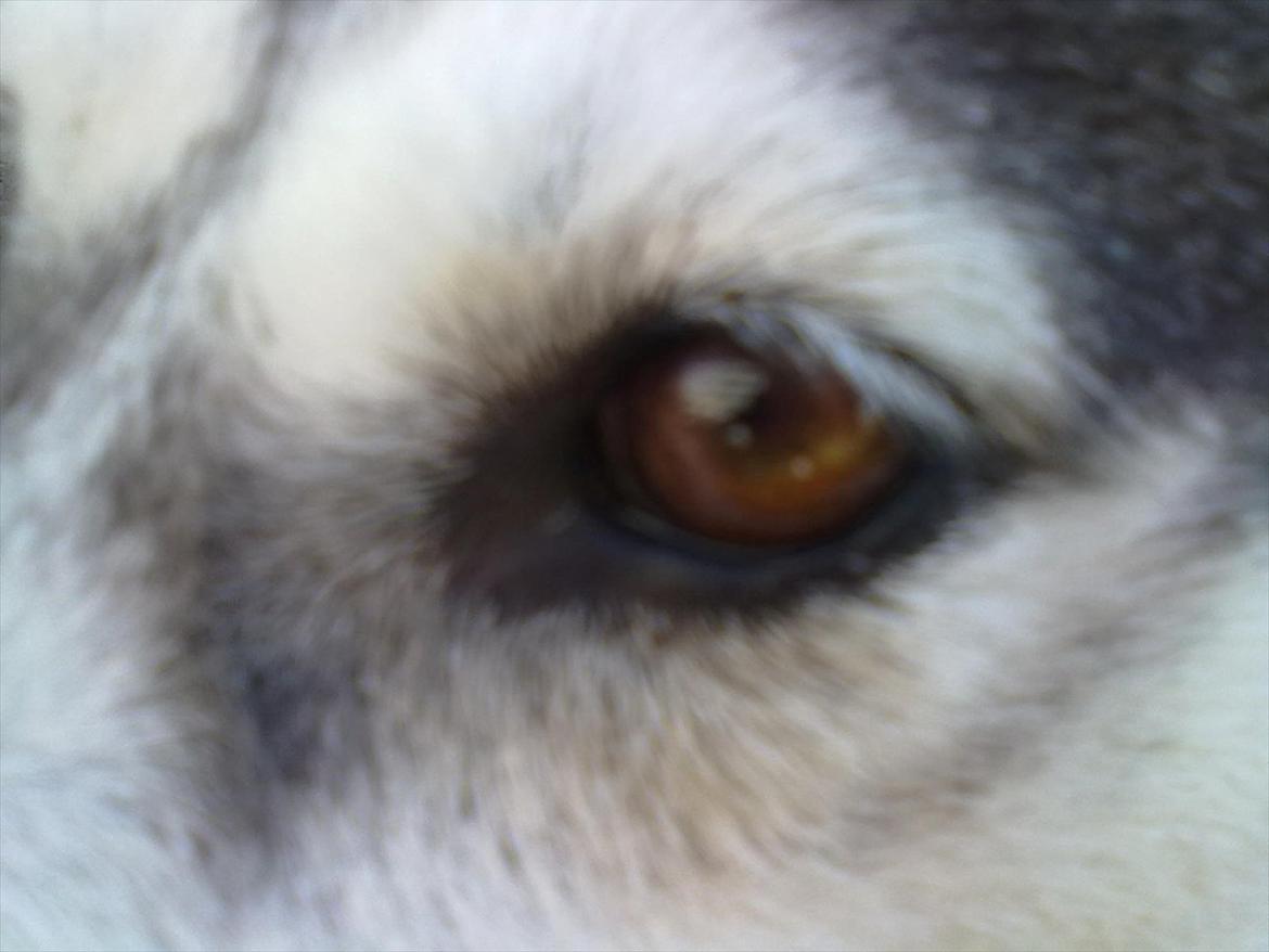 Siberian husky nala billede 2