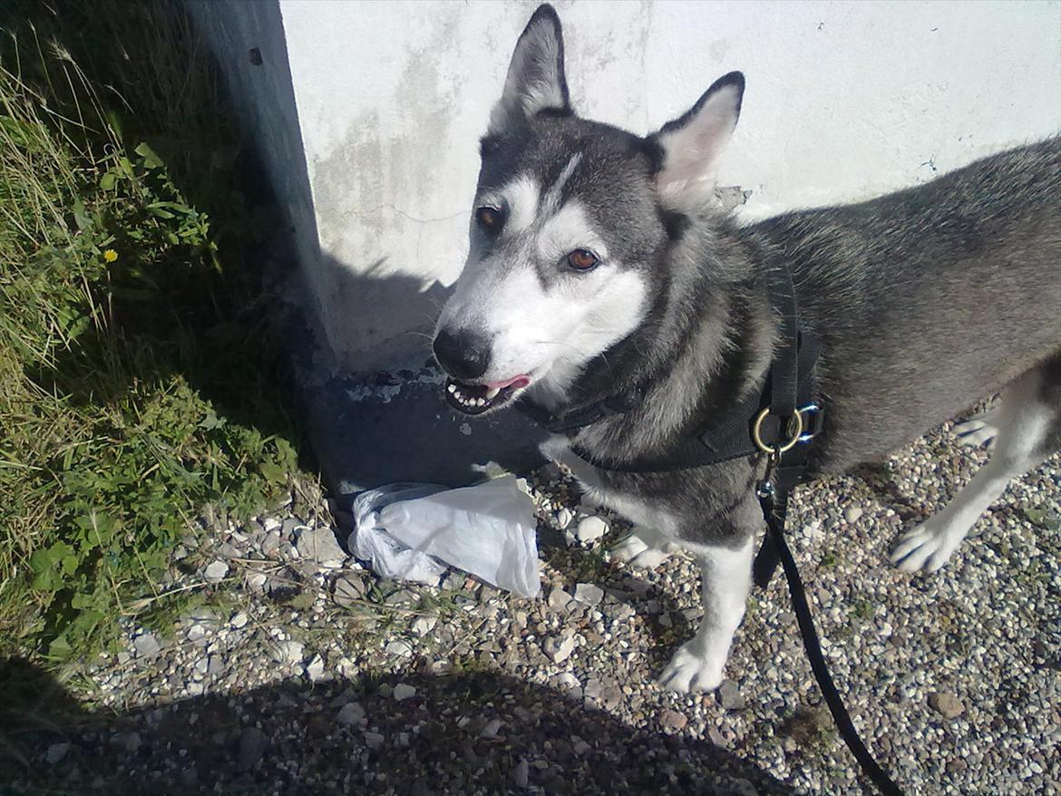 Siberian husky nala - velkommen til nala.s profil billede 1