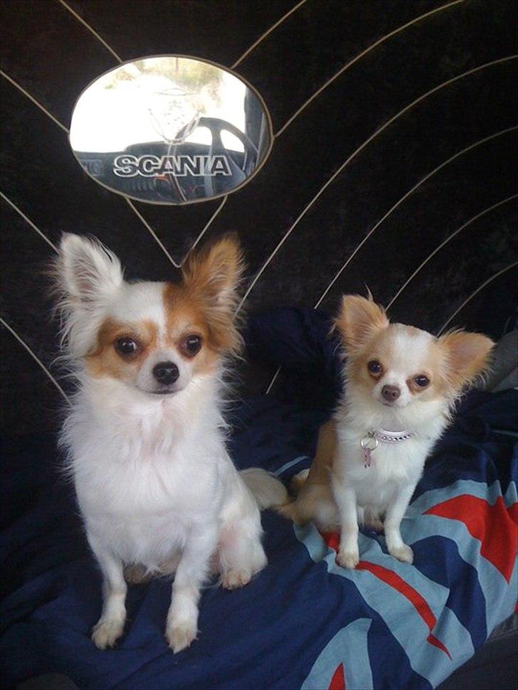 Chihuahua Mazey (Tut) - Trucker Dogs. Vi sidder i fars fine lastbil billede 23