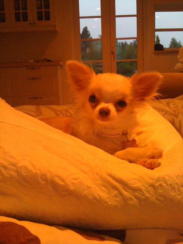Chihuahua Mazey (Tut) - Prinsesse Tut billede 5