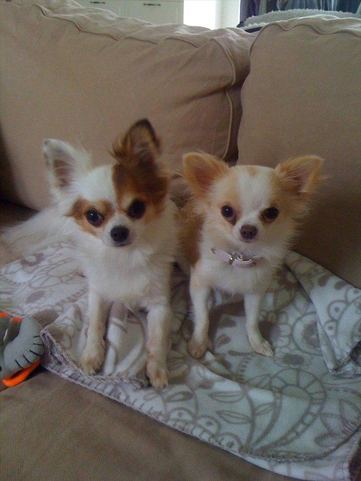 Chihuahua Mazey (Tut) - Mig og Mickey. Vi elsker hinanden billede 6