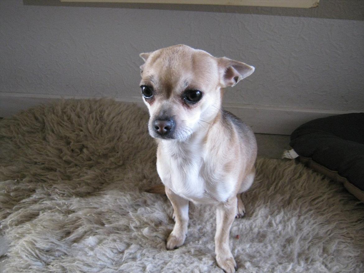 Chihuahua Princess Winka Biszu billede 9