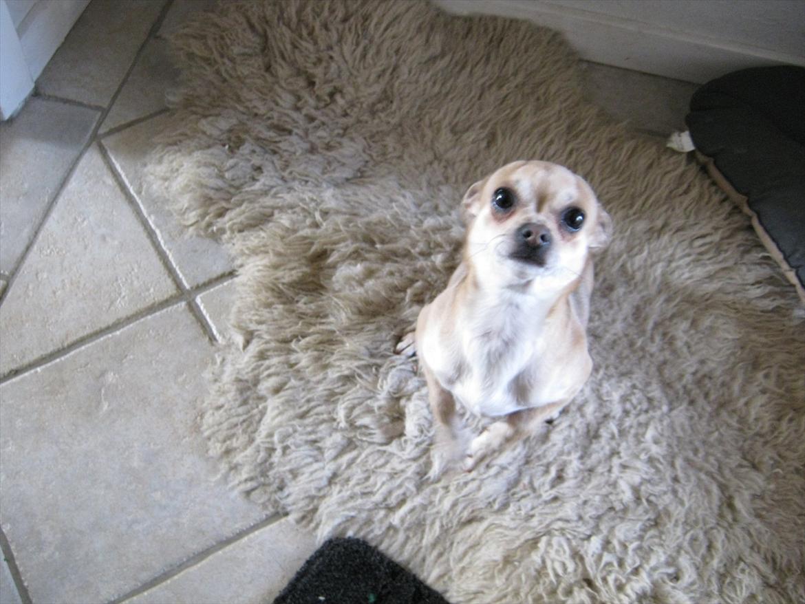 Chihuahua Princess Winka Biszu billede 11